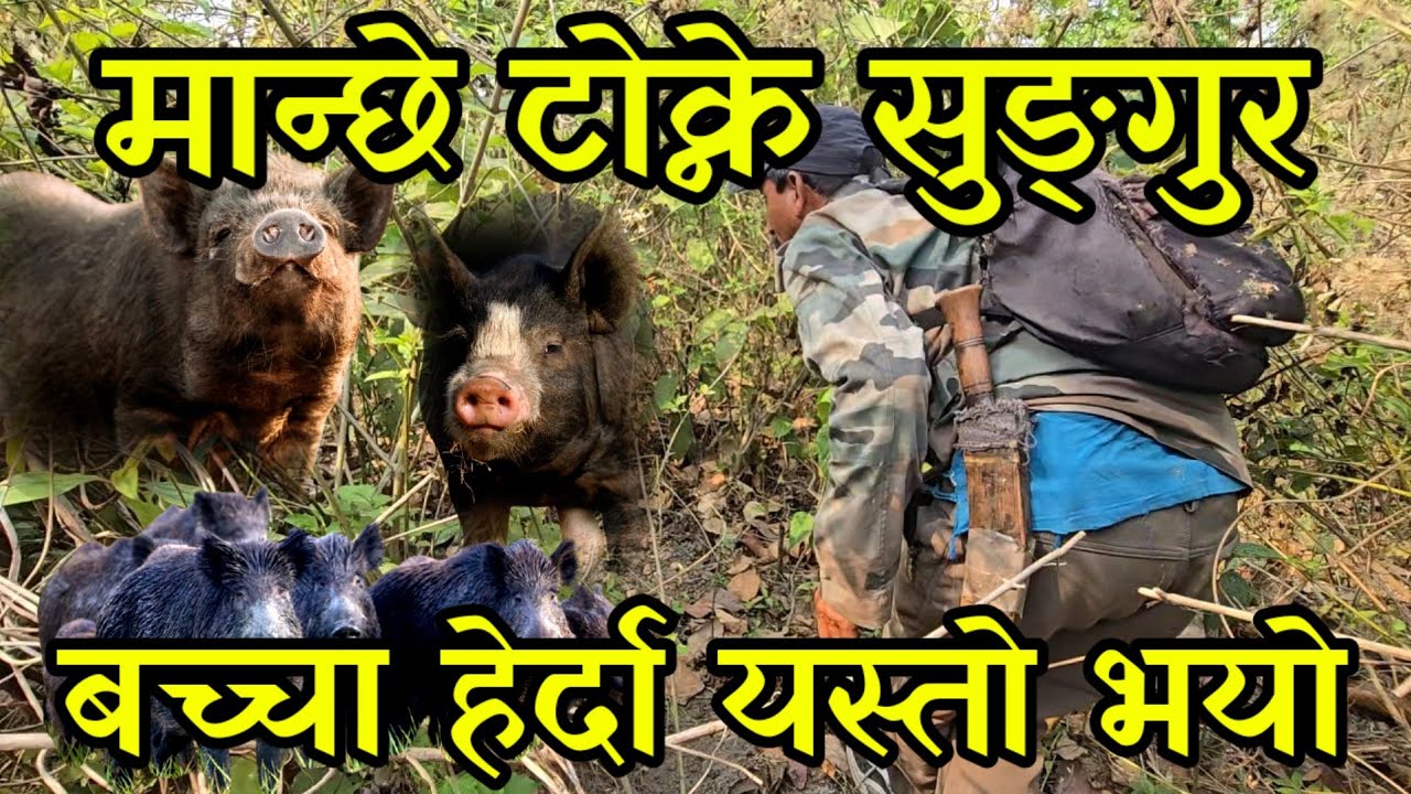 मान्छे टोक्ने सुङ्गुर ब्याएको फेलापर्यो, खोज्दै जादा धनिलाइ झम्टिदै खेदायो outdoor piggery