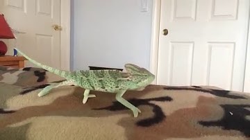 Trying to tame my veiled chameleon.