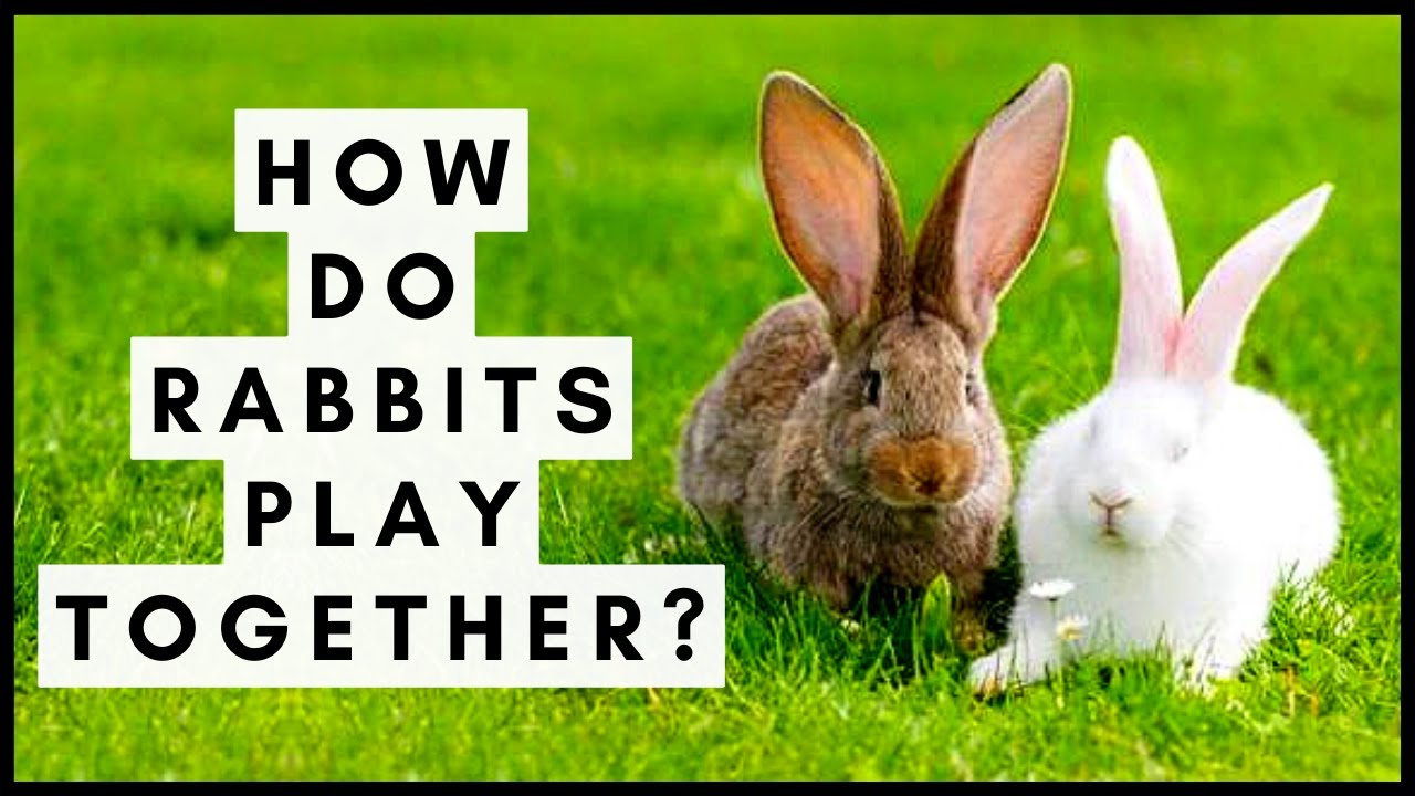 How Do Rabbits Play Together? YouTube