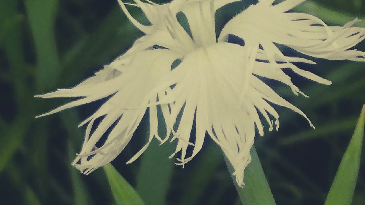 撫子 ヤマトナデシコ 白 Youtube