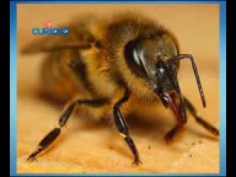 Vídeo: Como Vivem As Abelhas