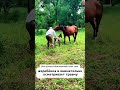 Прхожий спас жеребенка от страшной участи #животные #помощь #спасение #трагедия