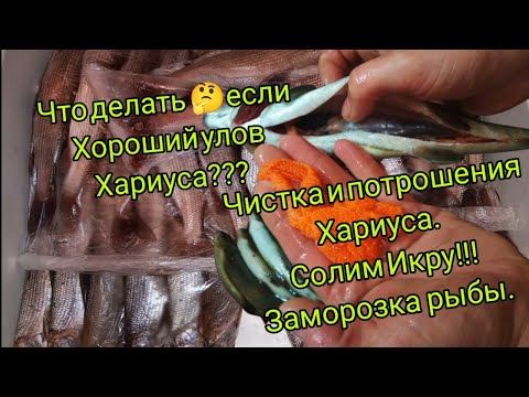 Как засолить икру хариуса в домашних условиях