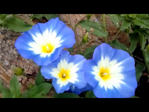 Vídeo: Trepadeira Tricolor Incomum - Convolvulus