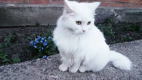 Video 1265171: beautiful turkish angora, cute cat, cat love