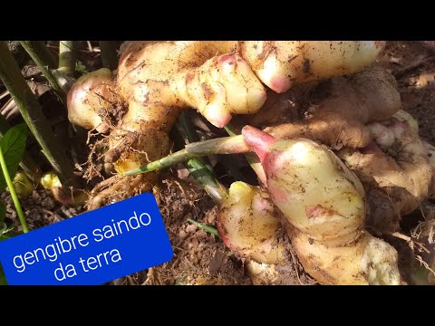 Vídeo: Colheita da raiz de gengibre: dicas sobre como e quando colher gengibre