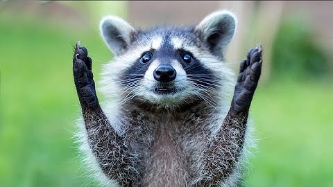 What's Up With Raccoons I Mini Documentary