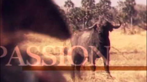 Mark Sullivan's Greatest Buffalo Hunts DVD Vol.1-DIIZCHE SAFARI ADVENTURES Clip