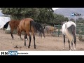 La asociación 'Salva un caballo' busca adoptantes para 14 caballos rescatados de maltrato