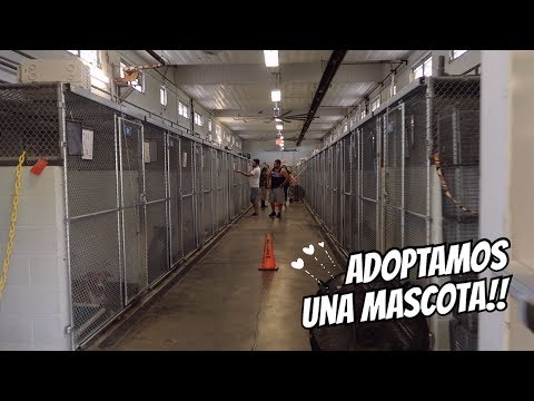 Vídeo: Confiaríeu La Salut De La Vostra Mascota A L'Assistent Del Vostre Veterinari?