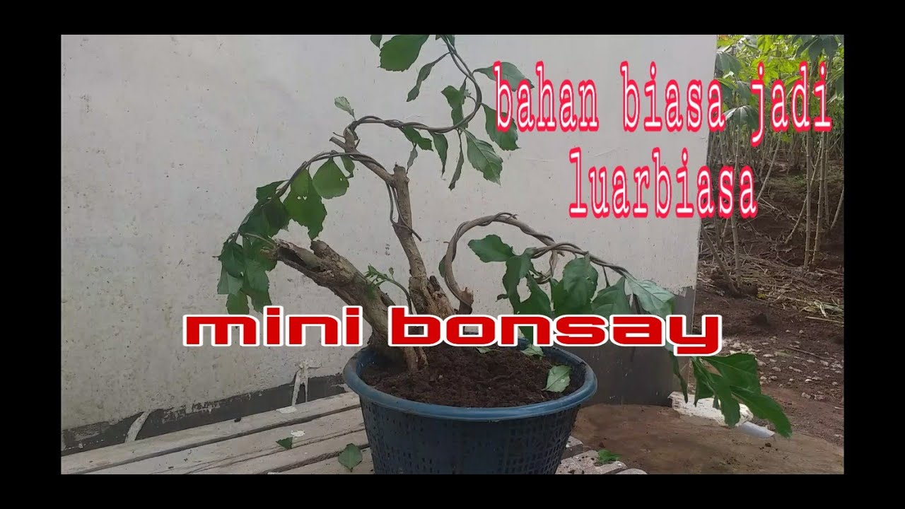  Bonsai  pagar  Belajar bikin bonsay dari bahan tanaman  