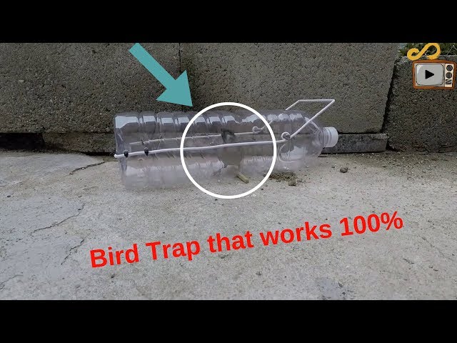 Bird Trap using a Plastic Bottle 100% works class=