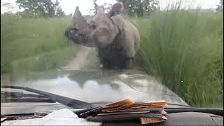 Rhino Block The Road | Chitwan National Park Nepal| Rhino on the street| wildlife videos| animals
