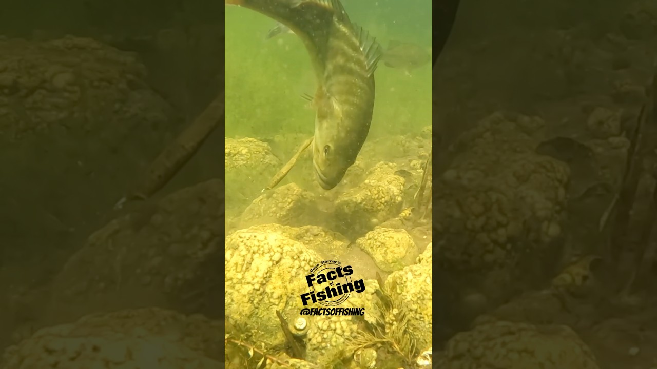 Drop Shot Largemouth Bass! 