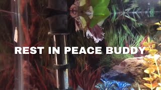 I had to euthanize him😓 most (humane way possible)