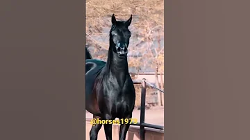 Arabian Beauty Shorts Ytshort Youtubeshorts Horse Pferde 