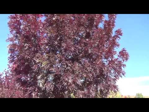 Video: Autumn Purple Ash Trees: Een essenboom laten groeien met paarse bladeren