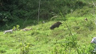 Berburu Babi Hutan Di Sarang Alang Paninjauan Kab. Solok