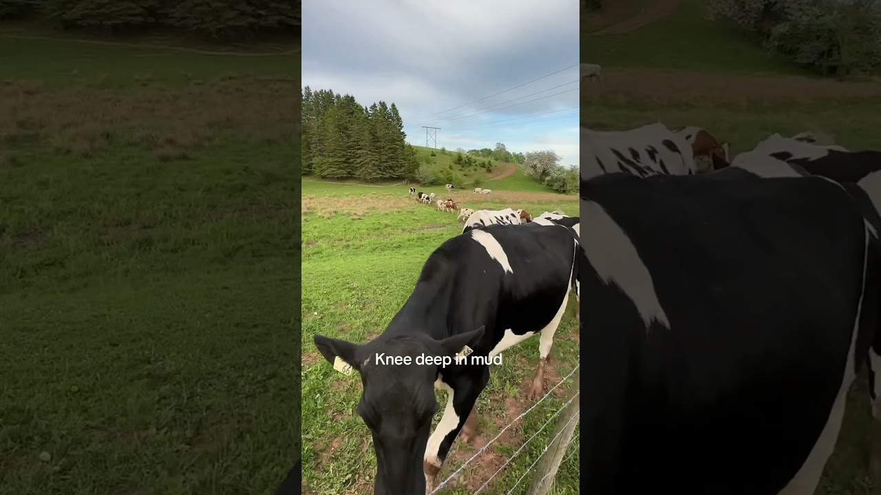 Today on the farm they found a wet spot 