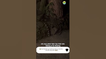 😱 Kinh Hãi: Rắn Cạp Nia Bò Vào Nhà Lúc Nửa Đêm – Cảnh Báo Nguy Hiểm! 🐍