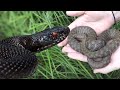 INCREDIBLE JET BLACK VIPER! (HERPING IS BACK)