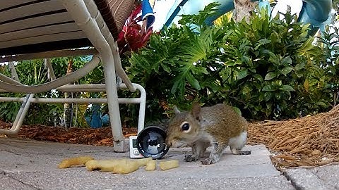 How To Film With SRP Macro Filter - GoPro Tip #278 | MicBergsma