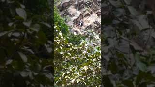 Panen madu cadas asli hutan lahat