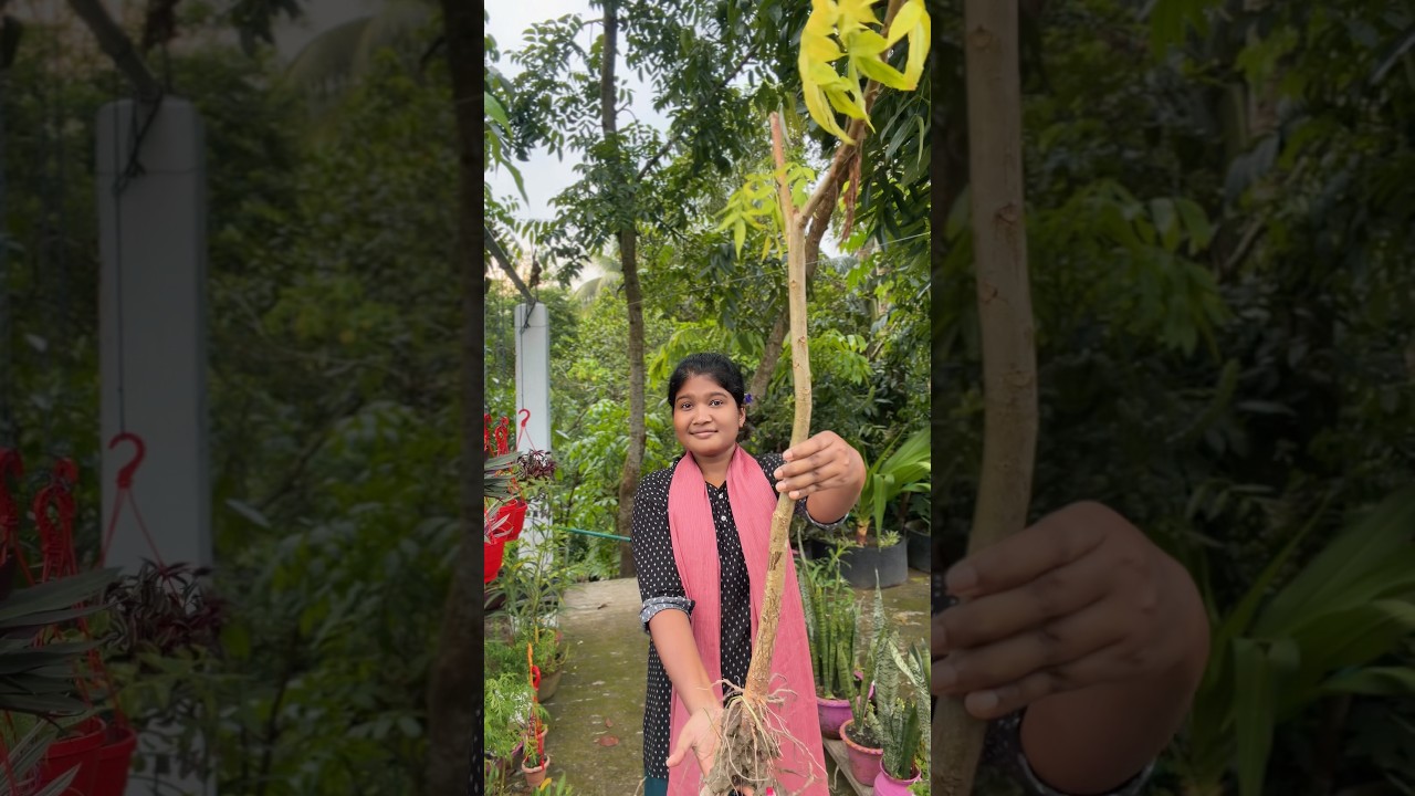 বাবা গাছটা উঠিয়ে ফেললো কেন ‼️😰 || #chadbagan #gardening #rooftopgarden #plants #minivlog