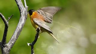 black-headed bunting (Emberiza melanocephala) αμπελουργός