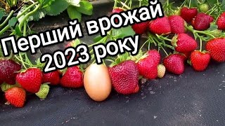 Перший збір врожаю полуниці з нової площі 2023 рік / The first harvest of strawberries in 2023