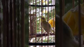 Albino Puteh AKA Oriental White Eye