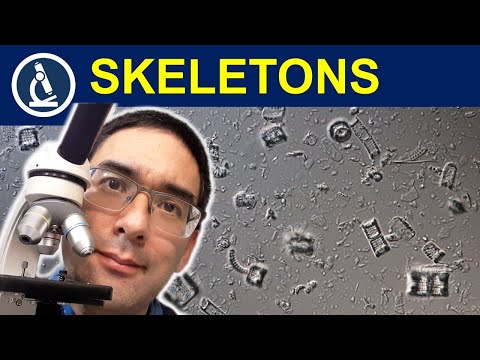 🔬 What is DIATOMACEOUS EARTH? | How to observe ancient fossils | 222