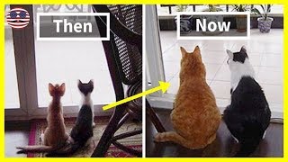 Before & After Pics Of Animals Growing Up Together