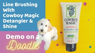 Cowboy Magic Detangler & Shine and Line Brushing Demo on a Goldendoodle by Doodle Doods 8,761 views 3 years ago 8 minutes, 10 seconds