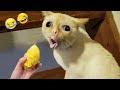 あなたが笑ったら負け 😂😍 新作・面白い猫と犬の動画 😻🐶