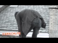 Parachute TV Episode 101: Finding the Comet