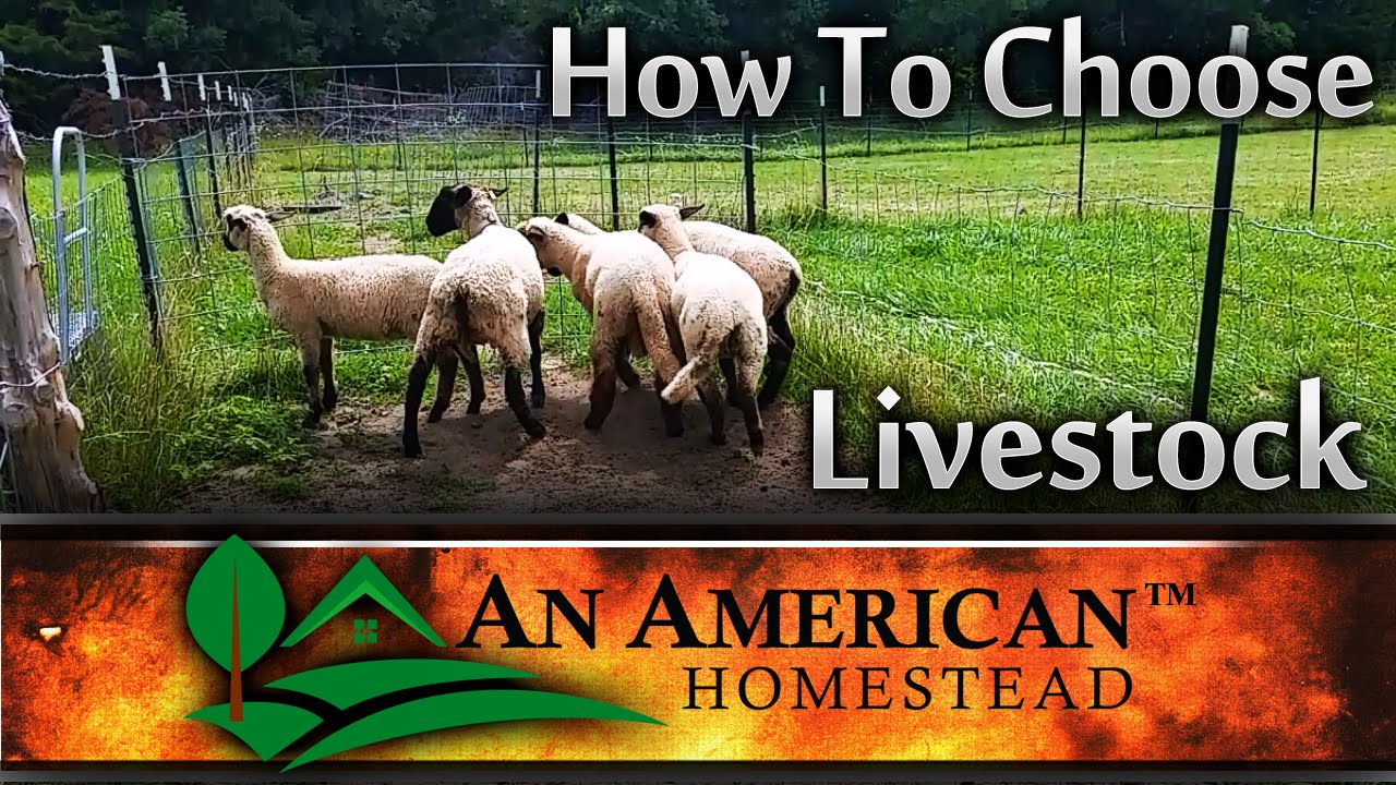 How To Choose Livestock For Your Homestead