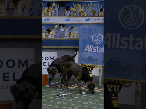 Hyper Dogs Suddenly Turn Camera Shy?! | Pit Bulls and Parolees | Animal Planet