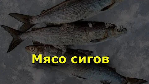 Мясо сигов- польза, вред и свойства