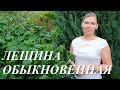 Мой опыт выращивания лещины Конторта