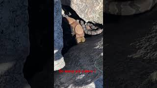 So Many Snakes In Rock Crevice