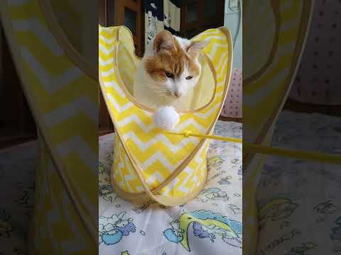 🐱テント⛺が倒れても平気😼