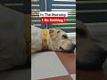 Daily Dose Of Labrador 😒#dog #labrador #shorts #funnyvideo