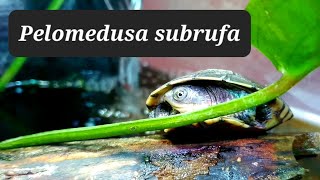Pelomedusa Subrufa-TurtleTerrapinTortoise-