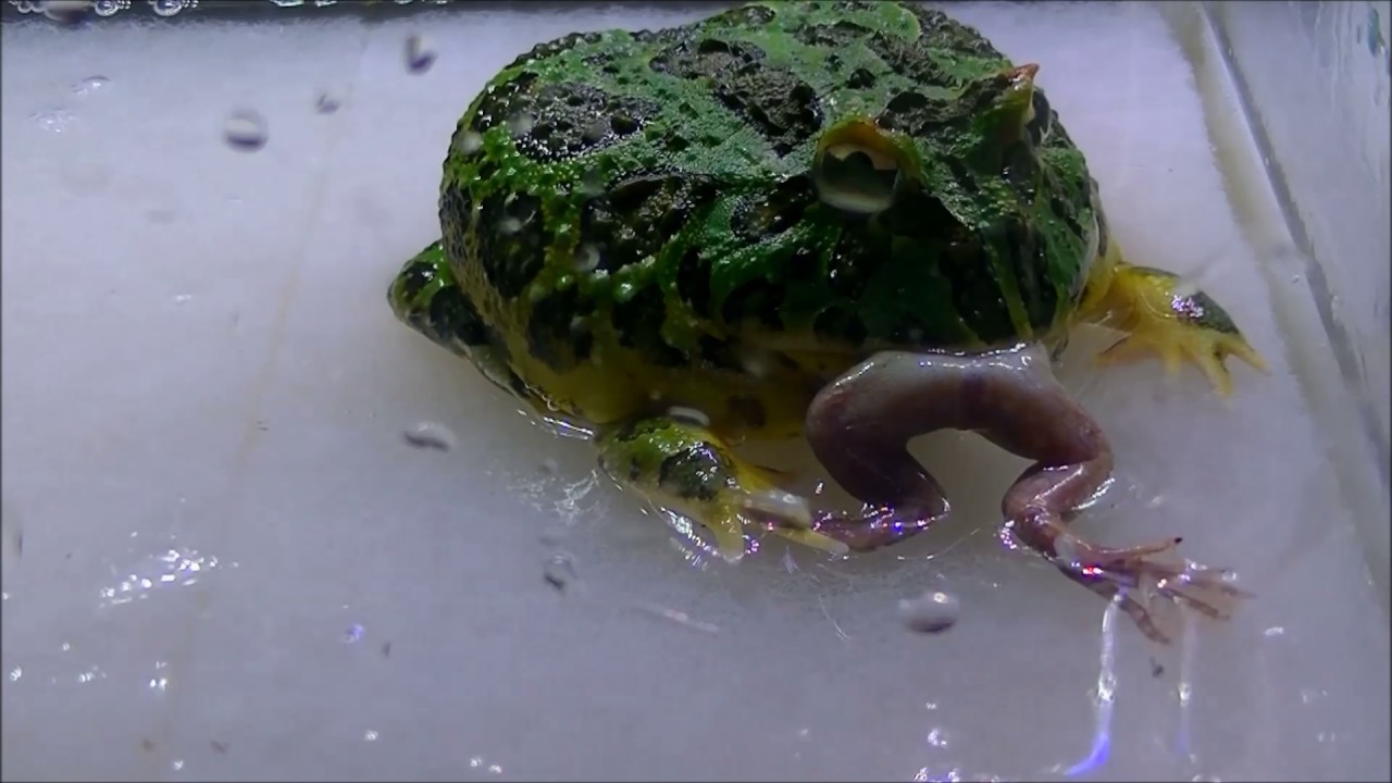 観覧注意 ベルツノガエルが生きてるカエルを食べる カエルがカエルの食べるの巻 Youtube