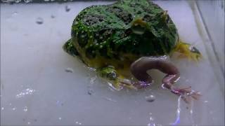 【観覧注意】ベルツノガエルが生きてるカエルを食べる。カエルがカエルの食べるの巻