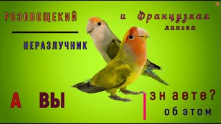 розовощекий неразлучник и французская линька