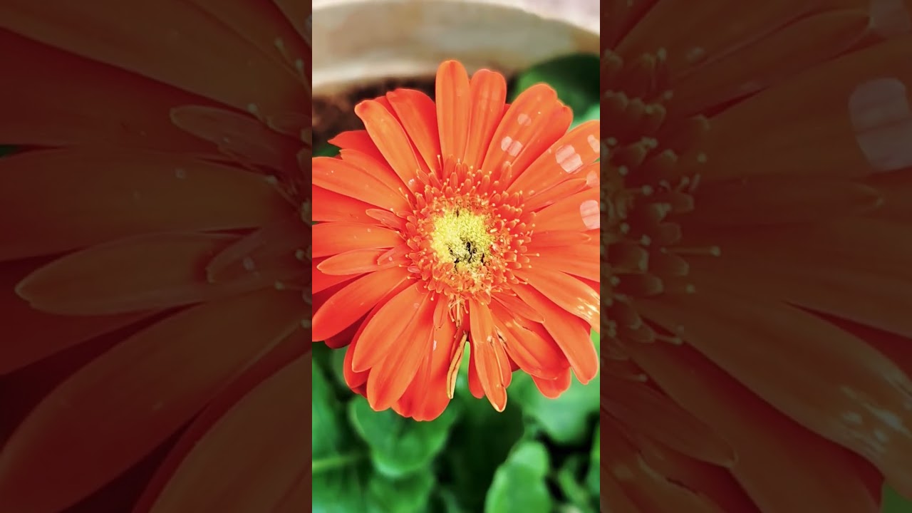 Orange on 4th Jan 🌼🧡