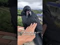 最も「犬っぽい」鳥がいるとすれば、それは間違いなくカラスです！