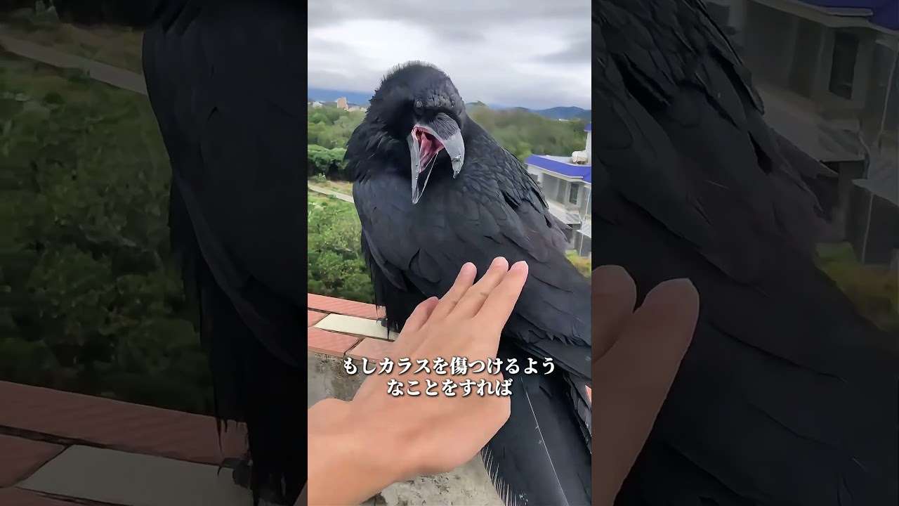 If there's any bird that's the most 
